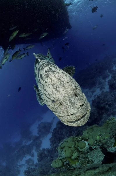 Giant grouper swimming under ship — Stock Photo, Image