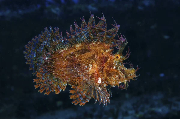 Orange scorpionfish swimming in dark water — Stock Photo, Image
