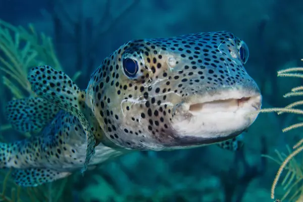 Pufferfish zwemmen naar camera — Stockfoto