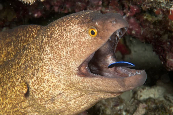 Gymnothorax javanicus paling en cleaner wrasse — Stockfoto