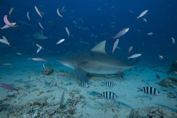 Tiburón toro grande — Foto de Stock