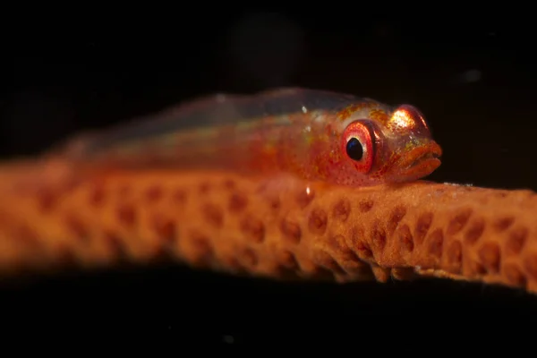 Red motionless goby on whip coral — Stock Photo, Image