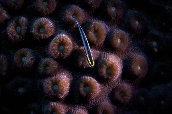 Sharknose goby su corallo duro — Foto Stock
