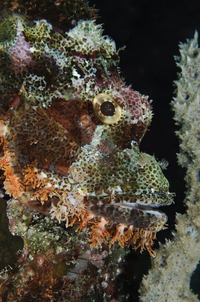 Sakallı scorpionfish Endonezya — Stok fotoğraf