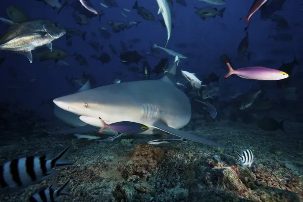 Tiburón toro rodeado de peces de arrecife — Foto de Stock