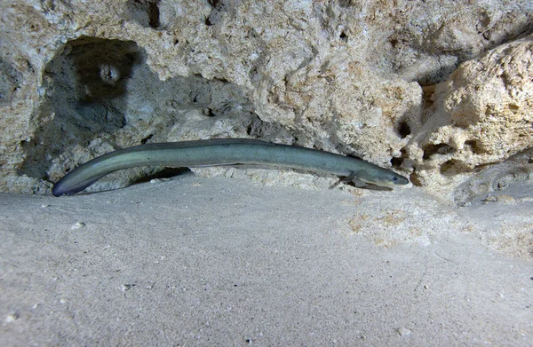 American Eel prowling along edge — Stock Photo, Image