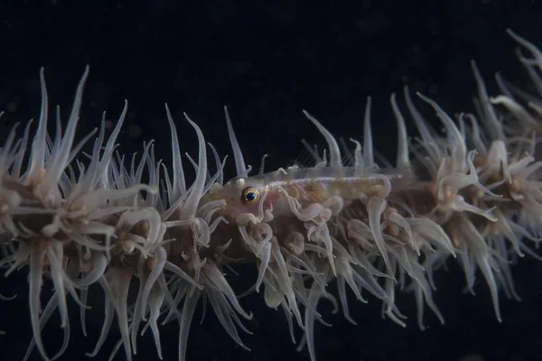 珊瑚の鞭ハゼ魚 — ストック写真