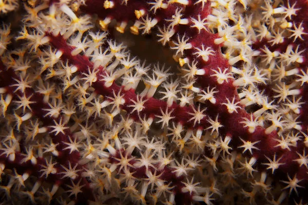 Мягкие коралловые полипы — стоковое фото