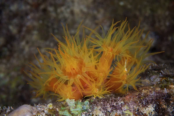 Gele Tubastrea koraal voeden 's nachts — Stockfoto