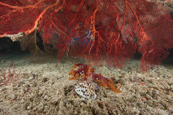 Ventaglio di mare gorgoniano e cowrie tigre — Foto Stock