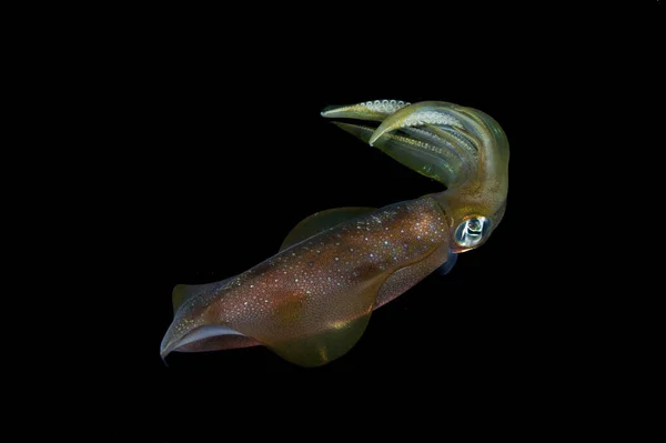 Colourful squid on black — Stock Photo, Image