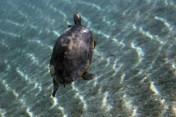 Red-bellied Cooter turtle swimming to surface — Stock Photo, Image