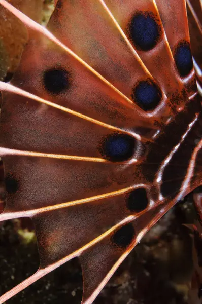 Scorpionfish pectoral fin — Stock fotografie