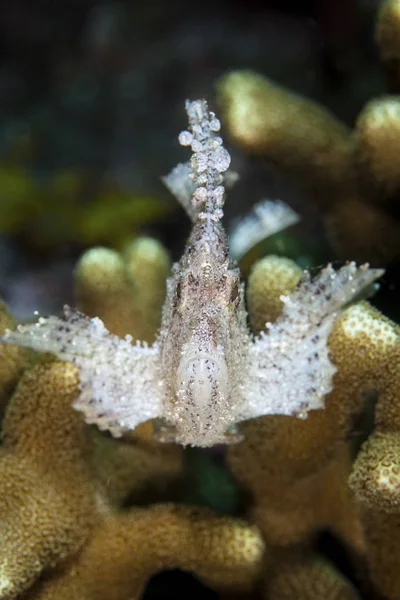 Leaf scorpionfish swimming over reef — Stock Photo, Image