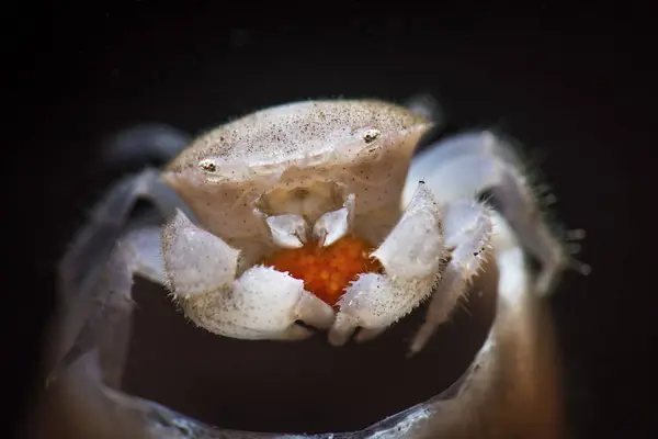 Buis spons krab uitvoering van eieren — Stockfoto