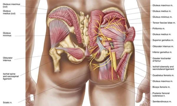 Anatomia Dos Músculos Glúteos Nas Nádegas Humanas — Fotografia de Stock