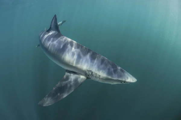 Crociera dello squalo azzurro in acqua fredda — Foto Stock