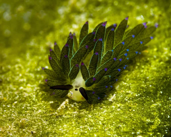 Costasiella sapsucking 蛞蝓 — 图库照片