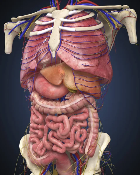 Nsan Vücudunun Organları Gösterilen Midsection Görünümü — Stok fotoğraf