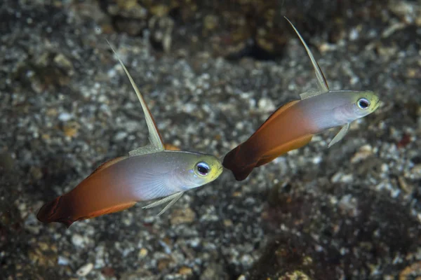 Ζεύγος dartfish φωτιά — Φωτογραφία Αρχείου