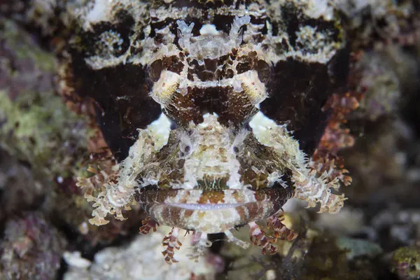 Papuan scorpionfish cabeza disparo de primer plano —  Fotos de Stock