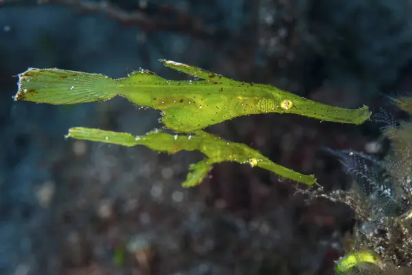 Par de pipefish fantasma robusto — Fotografia de Stock