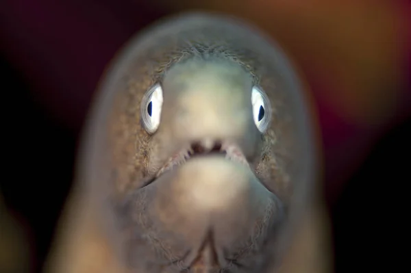 Moray anguilla dagli occhi bianchi — Foto Stock