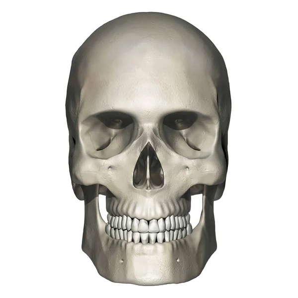 Vue Antérieure Anatomie Crâne Humain — Photo