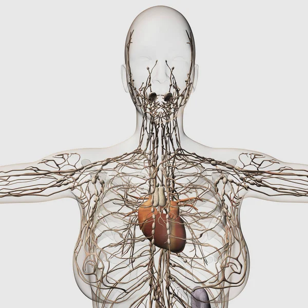 Медицинская Иллюстрация Женской Лимфатической Системы Сердцем — стоковое фото