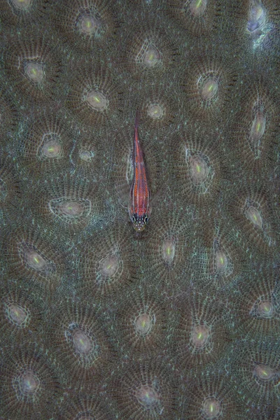 Fantasma goby en pólipos de la colonia de coral —  Fotos de Stock
