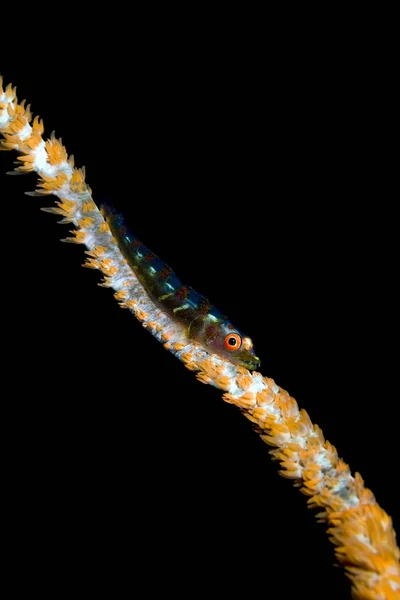 Grande chicote goby no coral — Fotografia de Stock