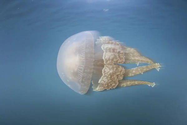 Золота медуза біля поверхні води — стокове фото