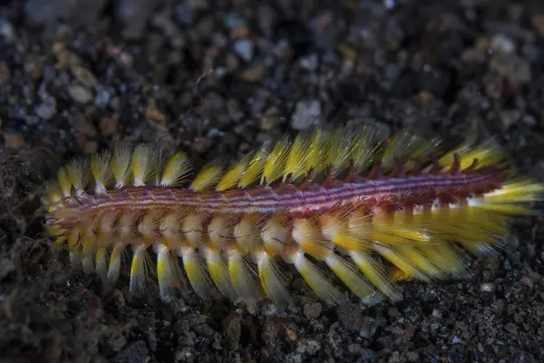 Darklined fireworm kruipen op zwart zand — Stockfoto