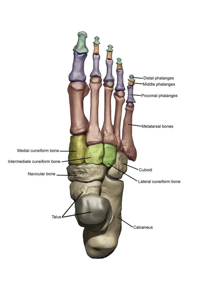Voet Met Dorsale Beenstructuren Met Aantekeningen — Stockfoto
