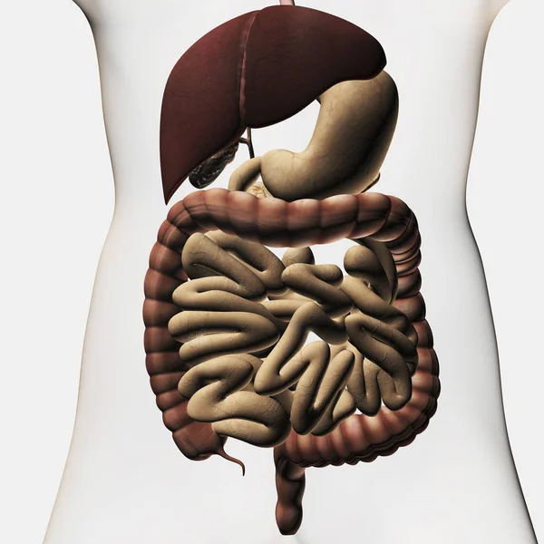 Ilustracja Pokazuje Układu Pokarmowego Człowieka Tym Wątroby Żołądka Jelita Dużych — Zdjęcie stockowe