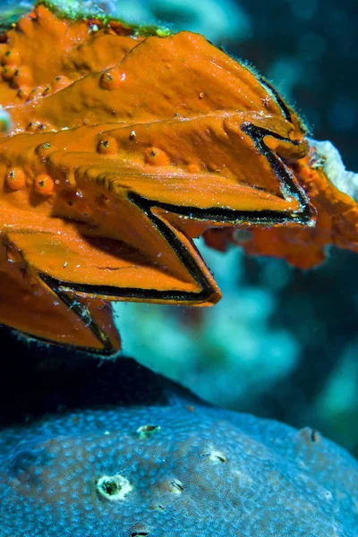 Oyster shell close-up shot — Stockfoto