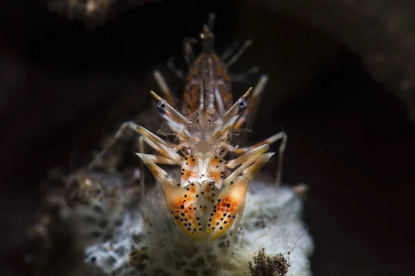 Crevettes tigrées épineuses — Photo