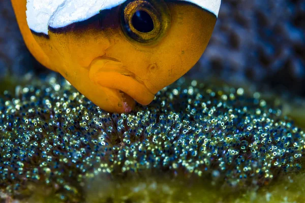 Pesce pompelmo con uova — Foto Stock