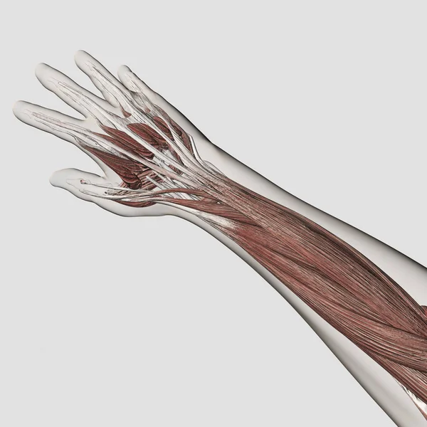 Anatomia Mięśni Ludzkich Ramię Ręka Białe Tło — Zdjęcie stockowe