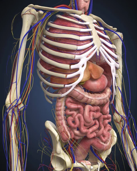 Bagian Tengah Manusia Dengan Organ Dalam — Stok Foto