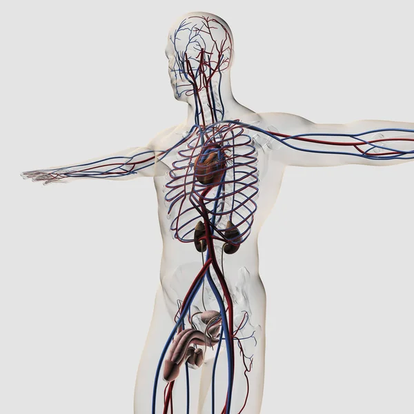 Ilustración Médica Tridimensional Del Sistema Reproductor Masculino Con Venas Arterias — Foto de Stock