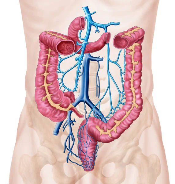 Anatomía Del Sistema Venoso Abdominal Humano — Foto de Stock