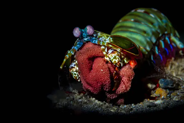 Páv mantis skrček nést vejce — Stock fotografie