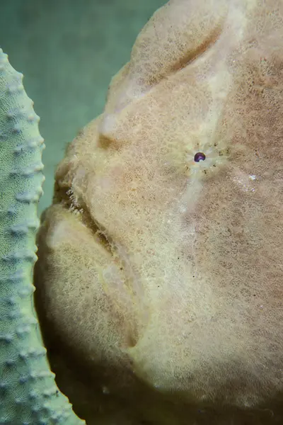 Γίγαντας frogfish closeup headshot — Φωτογραφία Αρχείου