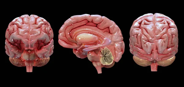 黒い背景に人間の脳の レンダリング — ストック写真