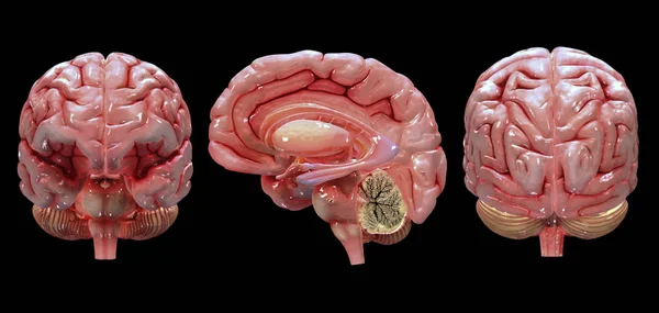 Representación Del Cerebro Humano Sobre Fondo Negro —  Fotos de Stock