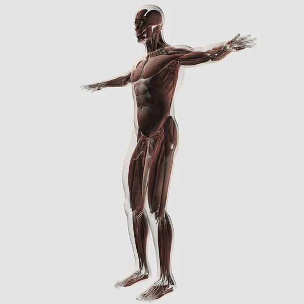 Anatomia Sistema Muscular Masculino Sobre Fundo Branco — Fotografia de Stock