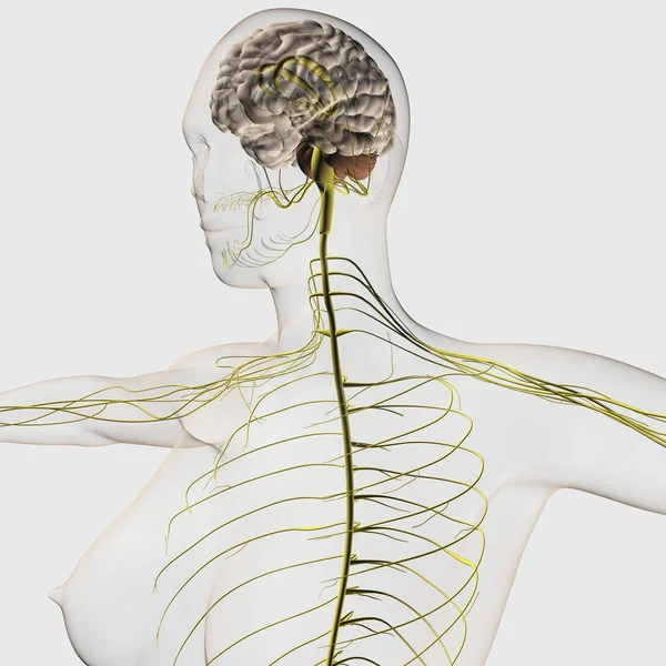 Ilustración Médica Del Sistema Nervioso Humano Cerebro —  Fotos de Stock
