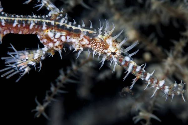 Ornate ghost pipefish near coral branches — Stock Photo, Image