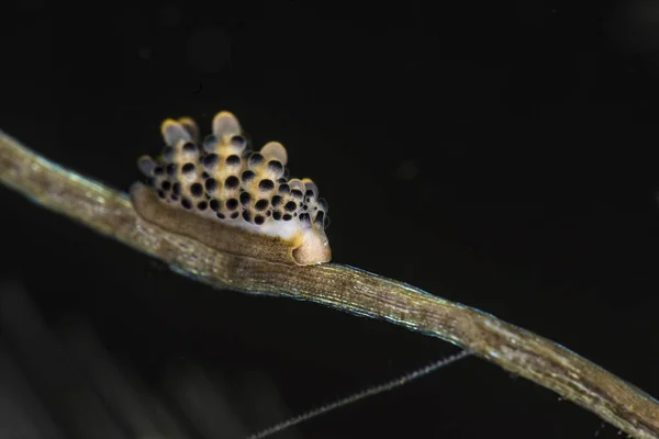 Doto Bella nudibranch on twig — Stock Photo, Image